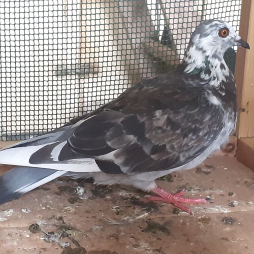 Couple de pigeons mosaïques adultes #2