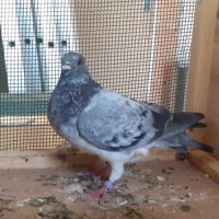 Couple de pigeons mosaïques adultes