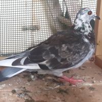 Couple de pigeons mosaïques adultes #2