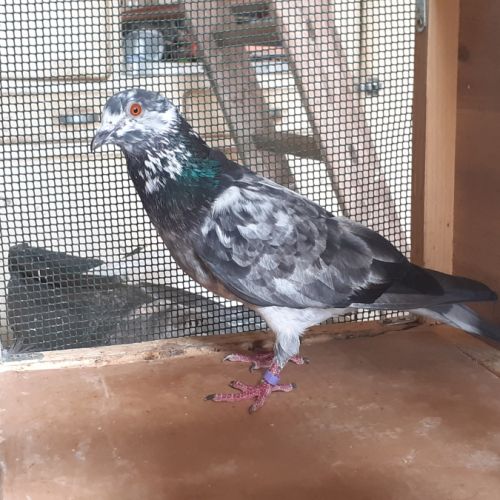 Couple de pigeons type voyageur adultes