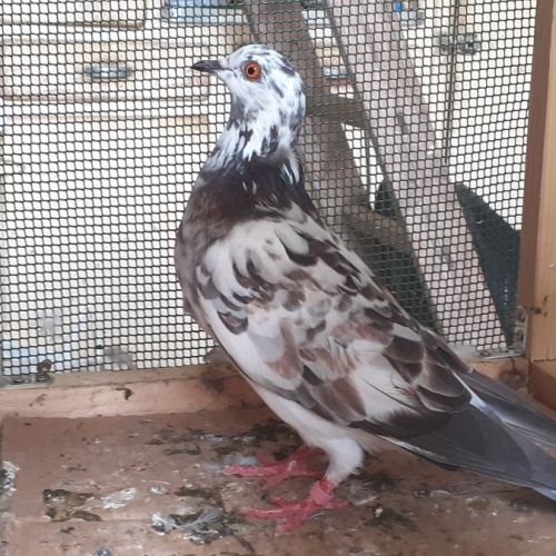 Couple de pigeons type voyageur adultes #2