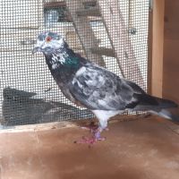 Couple de pigeons type voyageur adultes #0