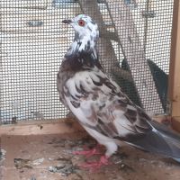 Couple de pigeons type voyageur adultes #2