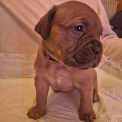 Chiot dogue de bordeaux