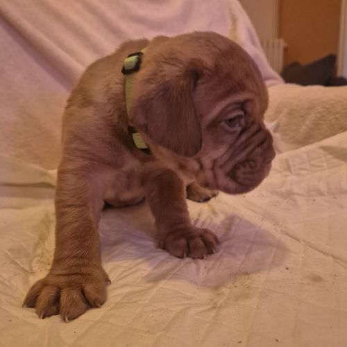 Chiot dogue de bordeaux #4