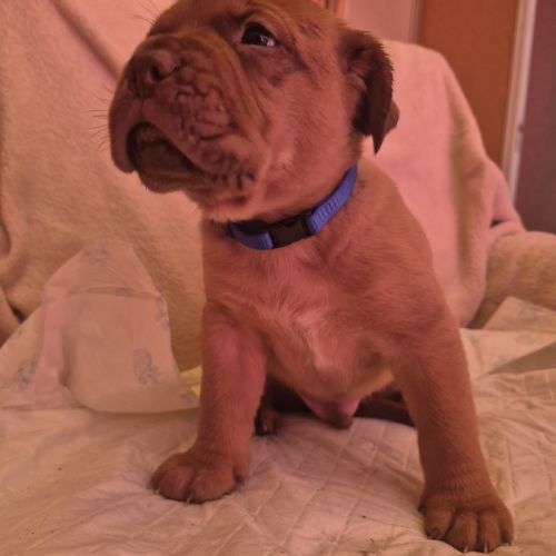 Chiot dogue de bordeaux #6