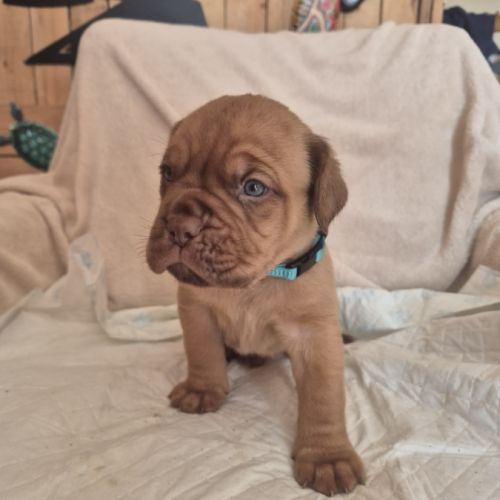 Chiot dogue de bordeaux #7