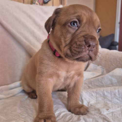 Chiot dogue de bordeaux #8
