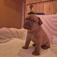 Chiot dogue de bordeaux #1