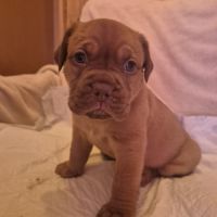 Chiot dogue de bordeaux #2
