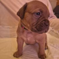 Chiot dogue de bordeaux #0