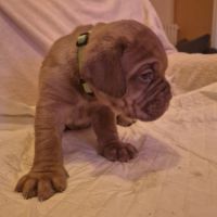 Chiot dogue de bordeaux #4