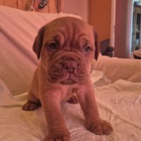 Chiot dogue de bordeaux #5
