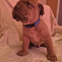 Chiot dogue de bordeaux #6