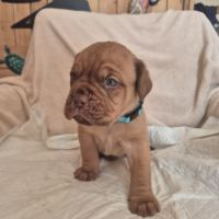 Chiot dogue de bordeaux #7