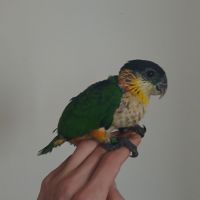 Caique tete noir