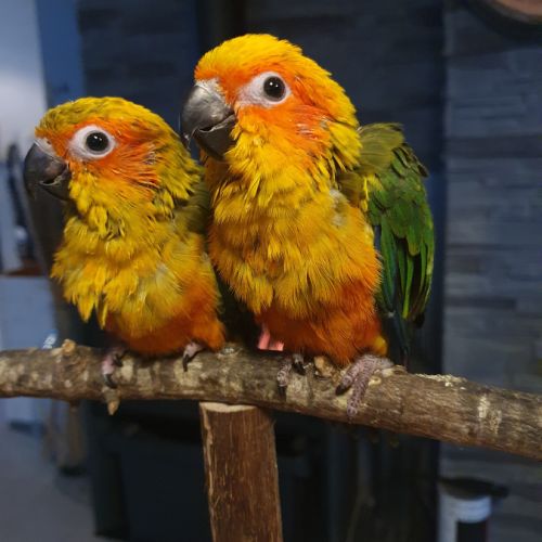 Conures soleils eam #3