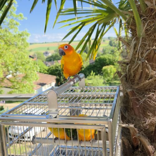 Conures soleils eam #5