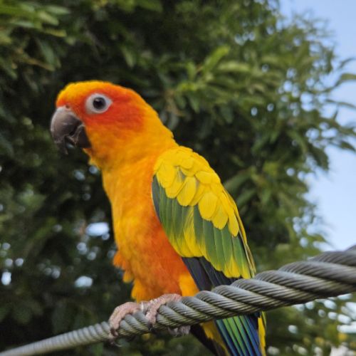 Conures soleils eam #6