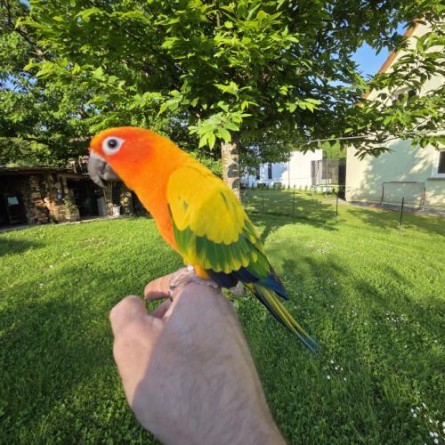 Conures soleils eam #7