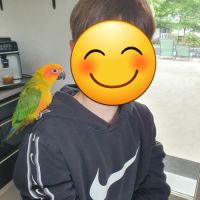 Conures soleils eam #1