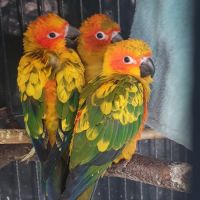 Conures soleils eam #2