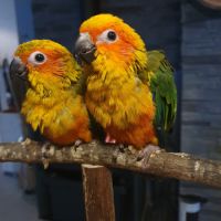 Conures soleils eam #3