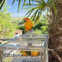 Conures soleils eam #5