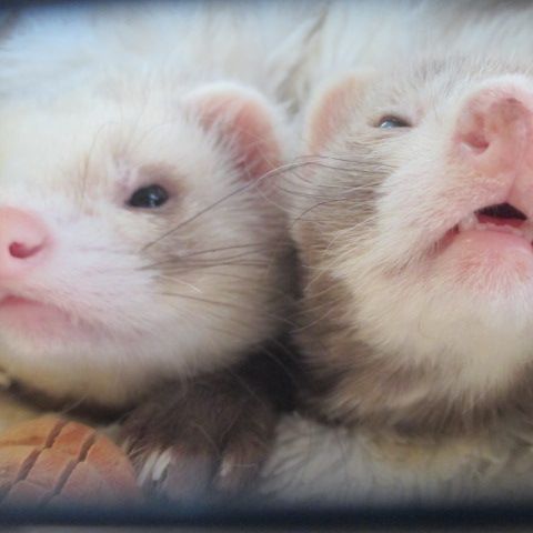 Propose saillie furet mâle semi angora #4