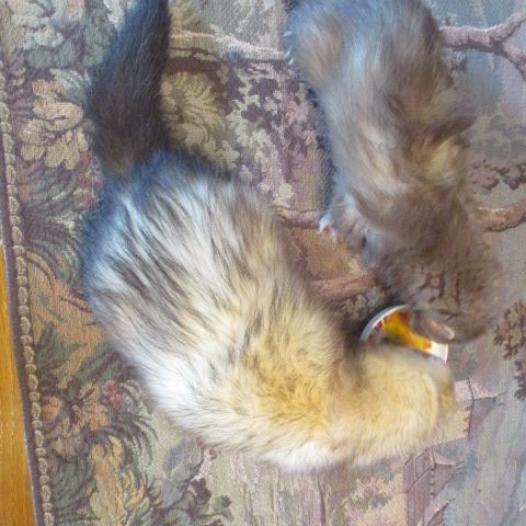 Propose saillie furet mâle semi angora #6