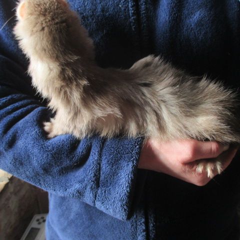 Propose saillie furet mâle semi angora #7