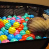 Propose saillie furet mâle semi angora #2