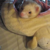 Propose saillie furet mâle semi angora #3