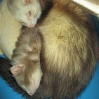 Propose saillie furet mâle semi angora