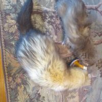 Propose saillie furet mâle semi angora #6