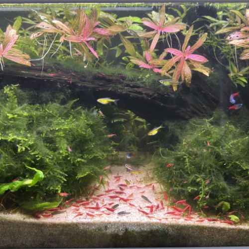 Crevette red cherry #2