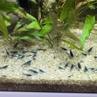 Crevette red cherry #0