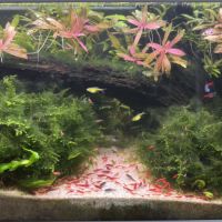 Crevette red cherry #2