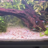 Crevette red cherry #2