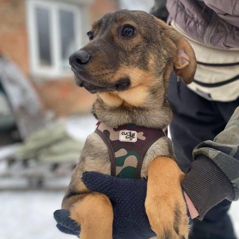 Coco se trouve dans un refuge en ukraine #2