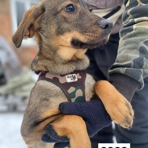 Coco se trouve dans un refuge en ukraine #3