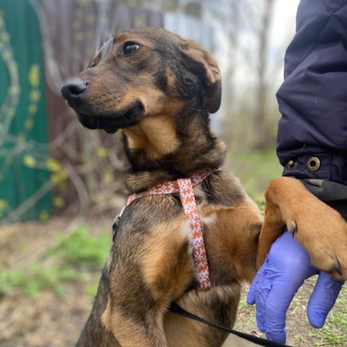 Coco se trouve dans un refuge en ukraine #4