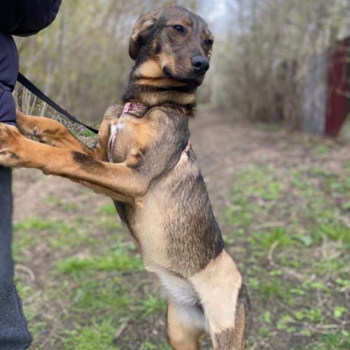 Coco se trouve dans un refuge en ukraine #5