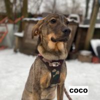 Coco se trouve dans un refuge en ukraine