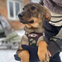 Coco se trouve dans un refuge en ukraine #2