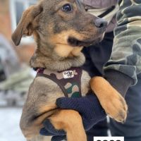 Coco se trouve dans un refuge en ukraine #3