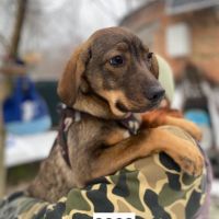 Coco se trouve dans un refuge en ukraine #4