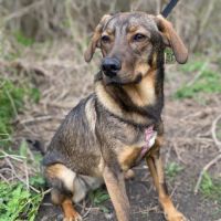 Coco se trouve dans un refuge en ukraine #6