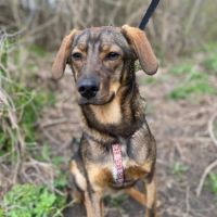 Coco se trouve dans un refuge en ukraine #7