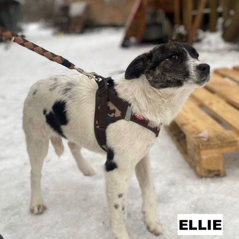 Ellie se trouve dans un  refuge en ukraine #2